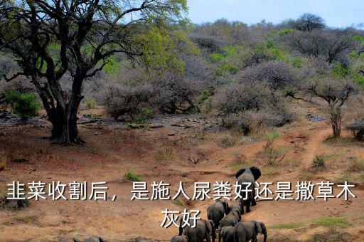 韭菜收割后，是施人尿糞好還是撒草木灰好