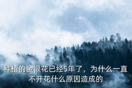 種植的金銀花已經(jīng)5年了，為什么一直不開花什么原因造成的
