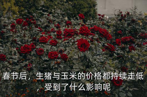 春節(jié)后，生豬與玉米的價(jià)格都持續(xù)走低，受到了什么影響呢