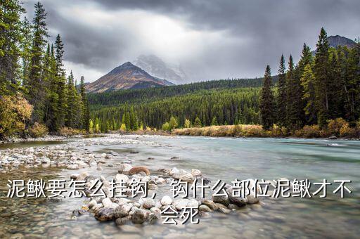 泥鰍要怎么掛鉤，鉤什么部位泥鰍才不會(huì)死