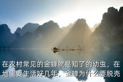 在農(nóng)村常見的金蟬就是知了的幼蟲，在地里要生活好幾年，金蟬為什么要脫殼