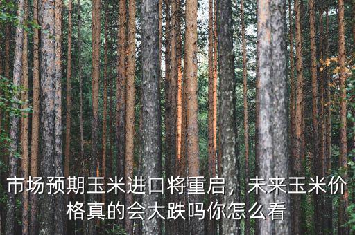 市場預(yù)期玉米進口將重啟，未來玉米價格真的會大跌嗎你怎么看
