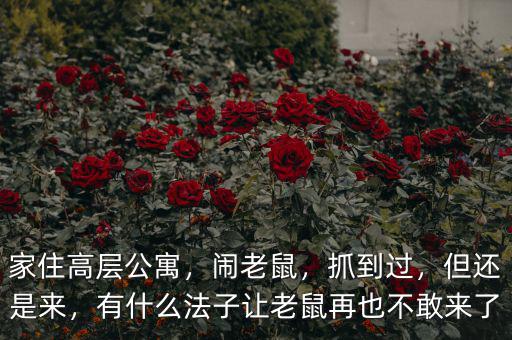家住高層公寓，鬧老鼠，抓到過，但還是來，有什么法子讓老鼠再也不敢來了