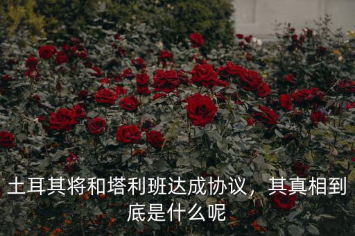 土耳其將和塔利班達(dá)成協(xié)議，其真相到底是什么呢