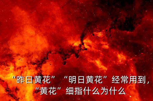 “昨日黃花”“明日黃花”經(jīng)常用到，“黃花”細(xì)指什么為什么