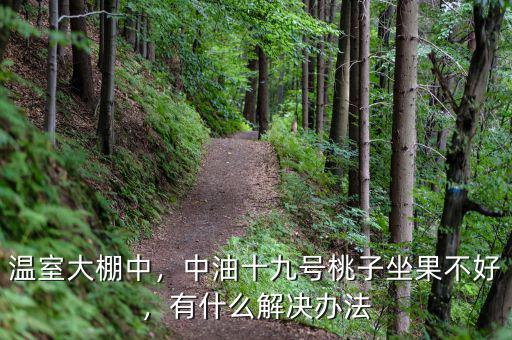 溫室大棚中，中油十九號(hào)桃子坐果不好，有什么解決辦法