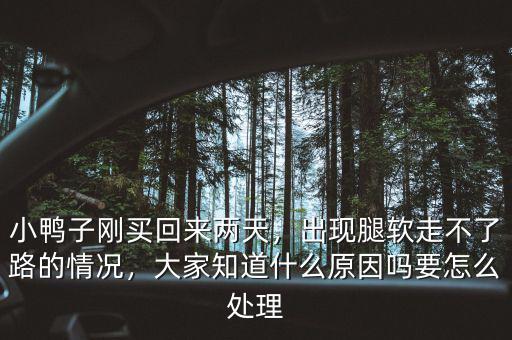 小鴨子剛買回來兩天，出現(xiàn)腿軟走不了路的情況，大家知道什么原因嗎要怎么處理