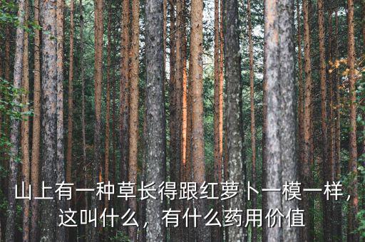 山上有一種草長(zhǎng)得跟紅蘿卜一模一樣，這叫什么，有什么藥用價(jià)值