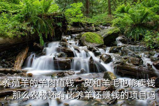 養(yǎng)殖羊的羊肉值錢(qián)，皮和羊毛也能賣(mài)錢(qián)，那么農(nóng)村還有比養(yǎng)羊還賺錢(qián)的項(xiàng)目嗎