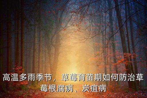 高溫多雨季節(jié)，草莓育苗期如何防治草莓根腐病、炭疽病