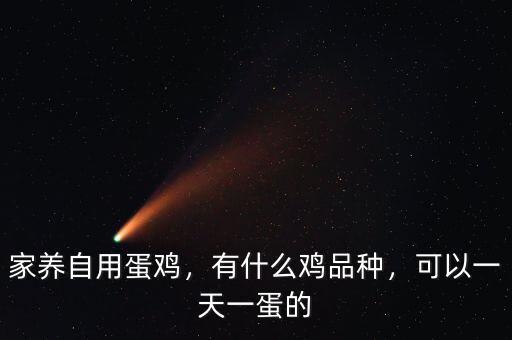 家養(yǎng)自用蛋雞，有什么雞品種，可以一天一蛋的