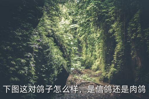 下圖這對(duì)鴿子怎么樣，是信鴿還是肉鴿