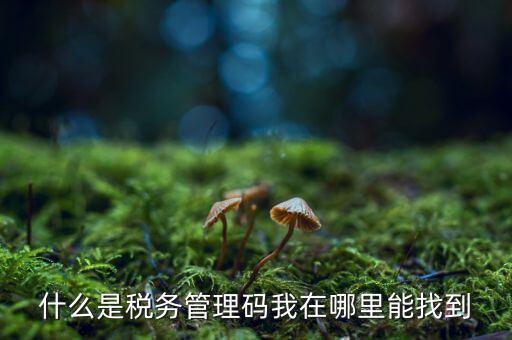 汽車保險(xiǎn)稅務(wù)登記號(hào)是什么，稅務(wù)登記號(hào)查詢