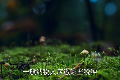一般納稅人國稅申報什么稅種，在國稅申報的稅種有哪些稅率是多少