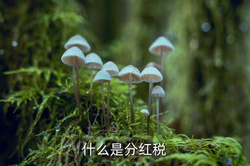 什么叫稅收紅利，什么是紅利稅企業(yè)交企業(yè)所得稅后分紅給個人還需要交個人所得稅不