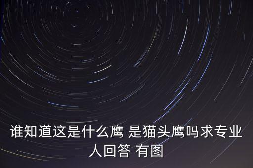 頭長的像鷹是什么鴿子，有那種飛禽類似鷹但又比鷹小專捕食鴿子