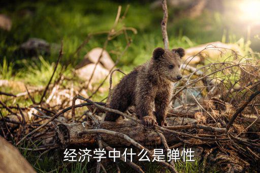 什么是利潤彈性，經(jīng)濟(jì)學(xué)中什么是彈性