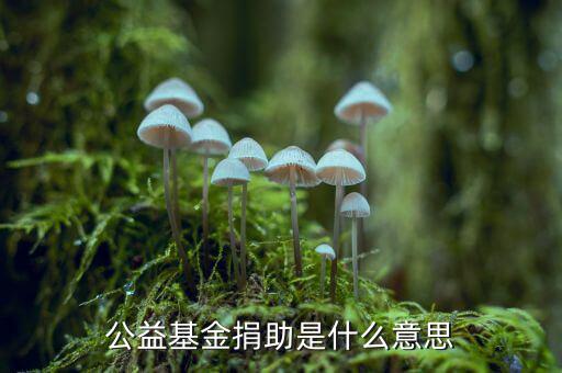 公益金是什么意思，公益基金捐助是什么意思