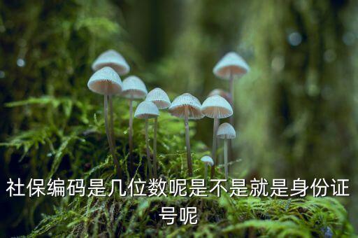 單位社保編碼14位是什么，什么是社保編號(hào)