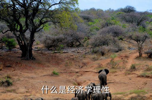 什么是市場(chǎng)理性，市場(chǎng)回歸理性是什么意思