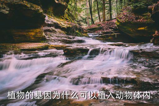 植物的基因為什么可以植入動物體內